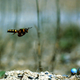 A ground-nesting wasp (Cerceris arenaria) approaching her nest. Credit: Waltraud Pix.